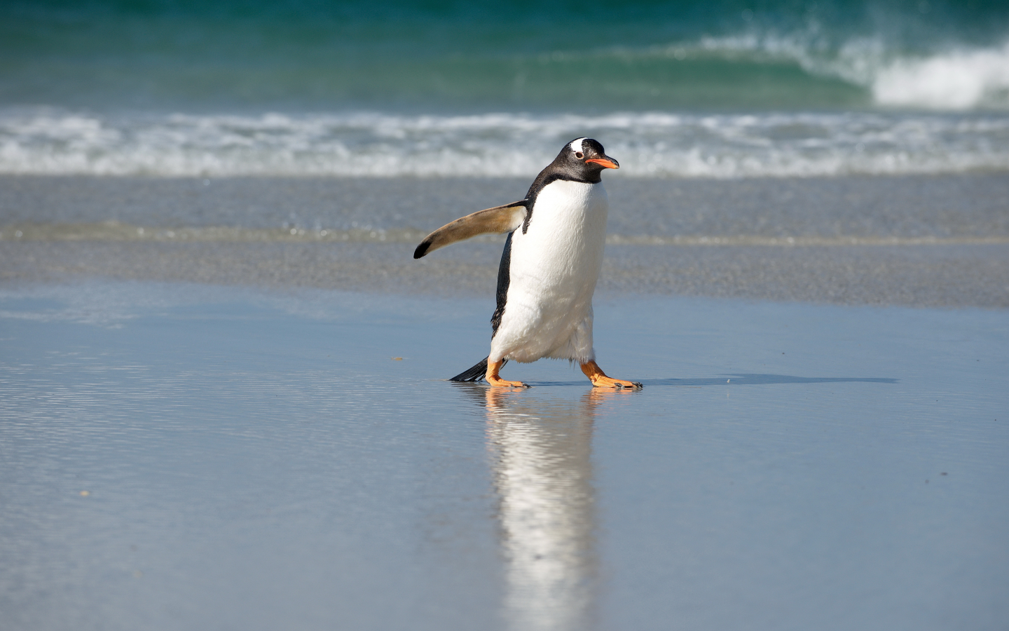 пингвин, берег