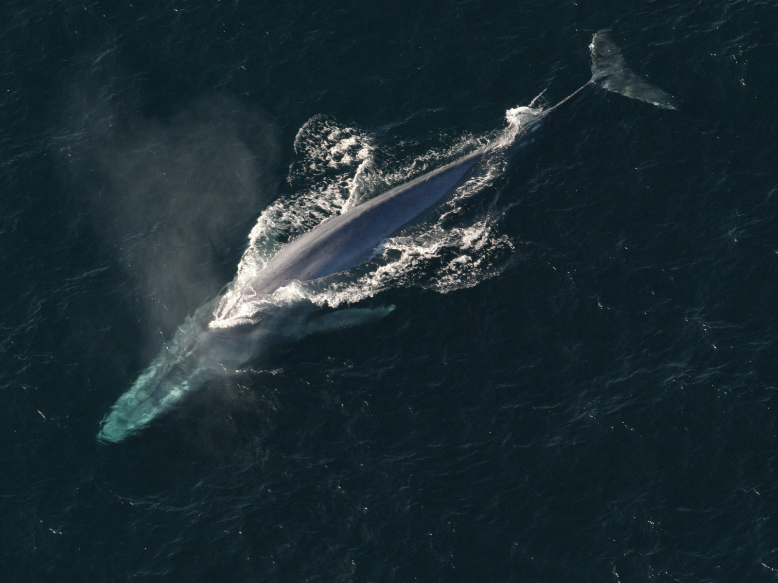 синий кит, вода