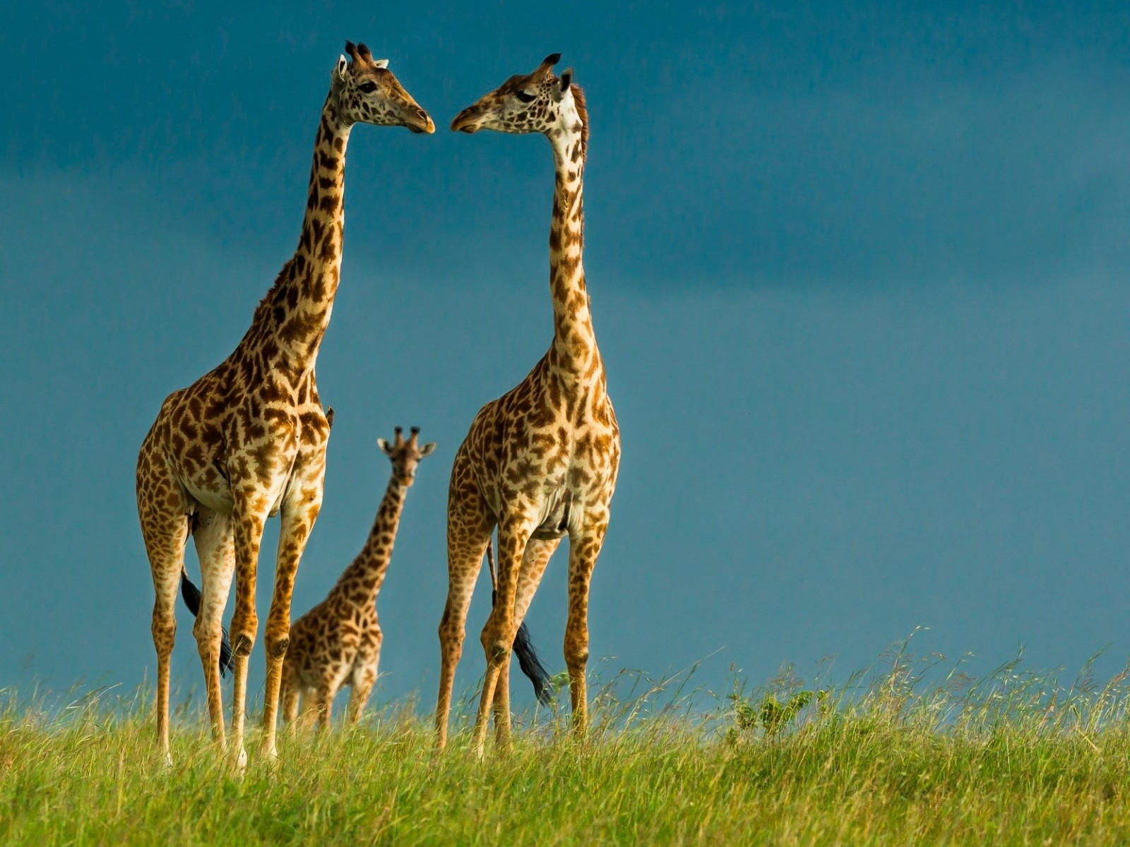 жирафы, африка