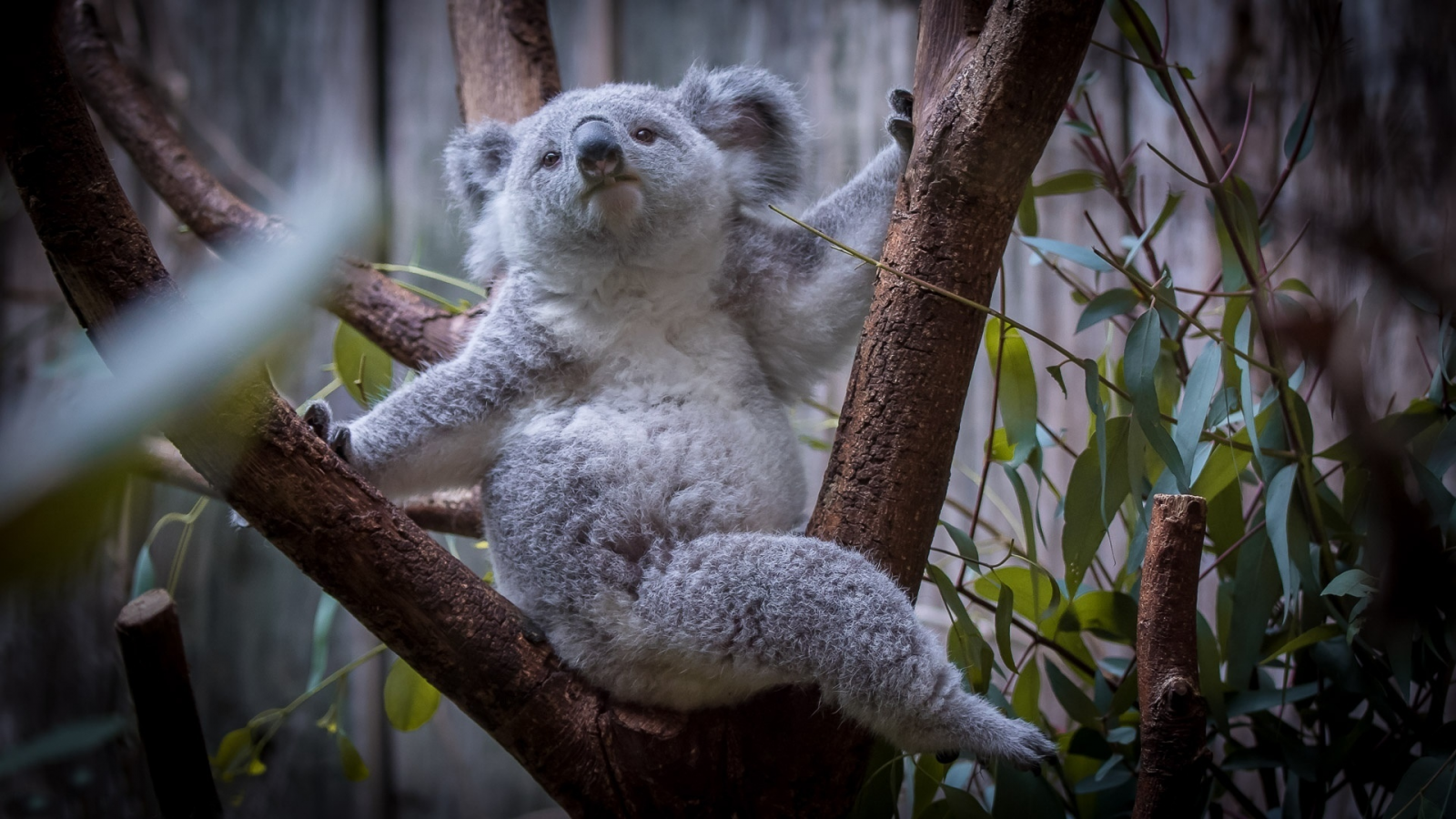 коала, дерево
