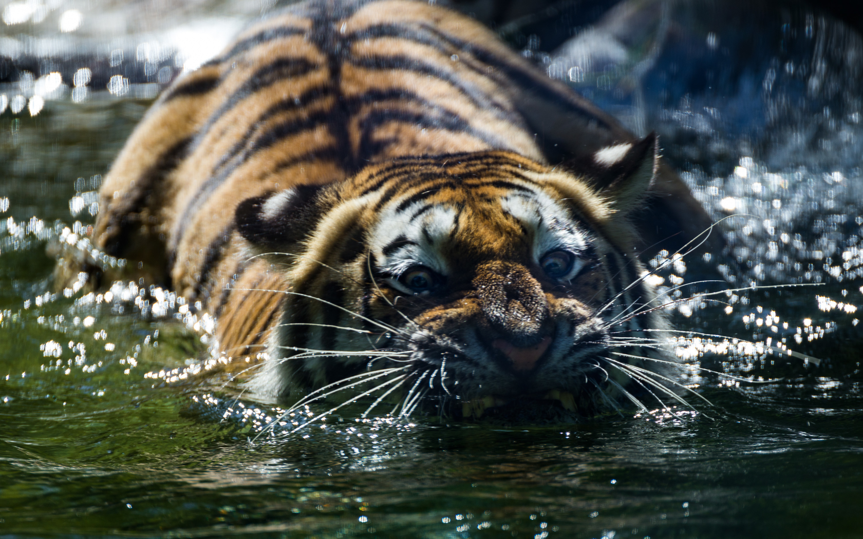 тигр, животные, взгляд, вода
