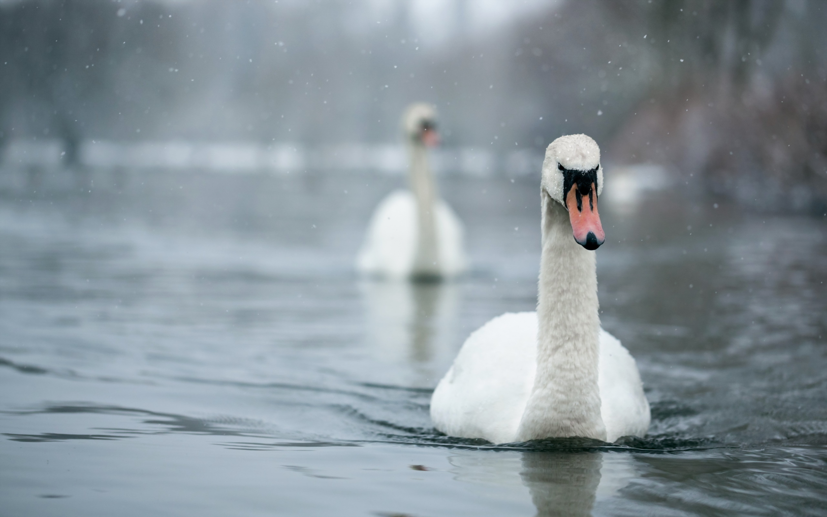 лебеди, вода