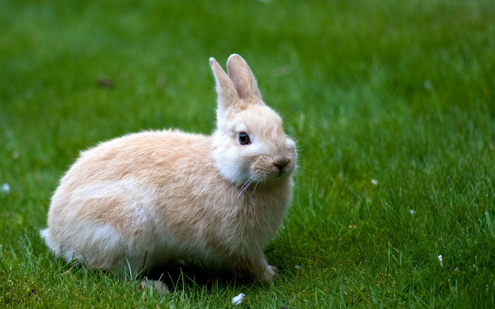 кролик, трава