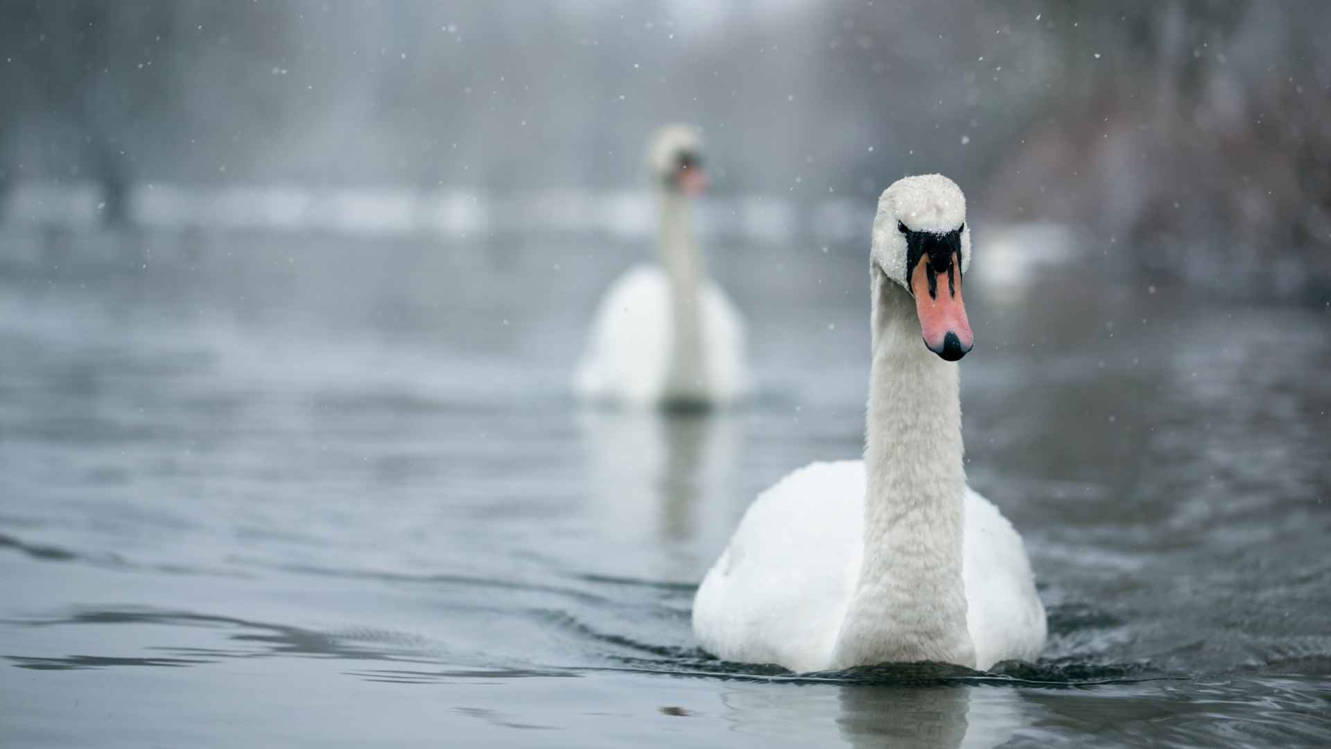 лебеди, вода