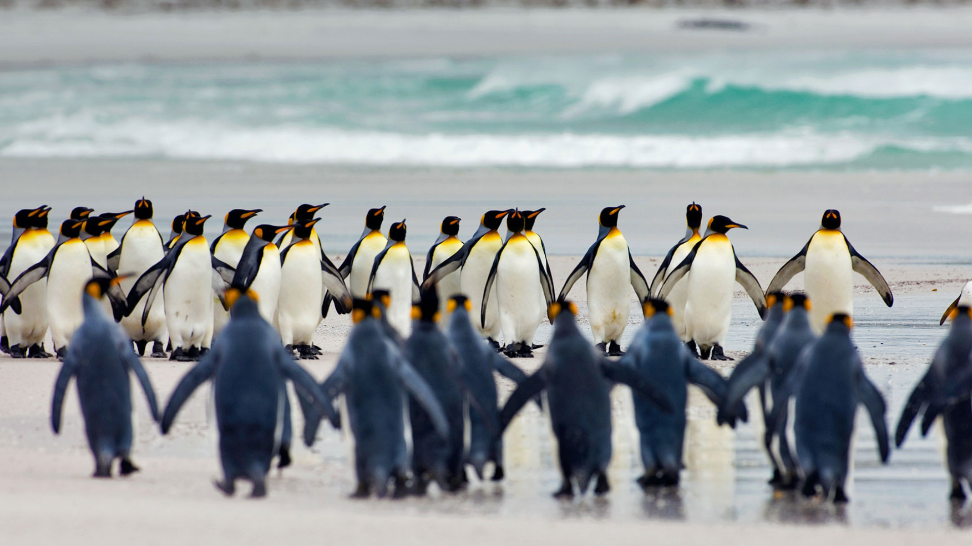 пингвины, королевские