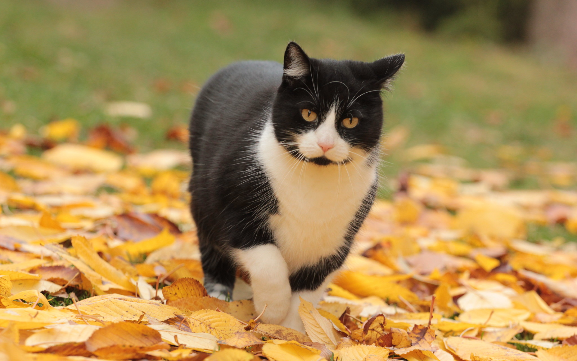 кошка, листья