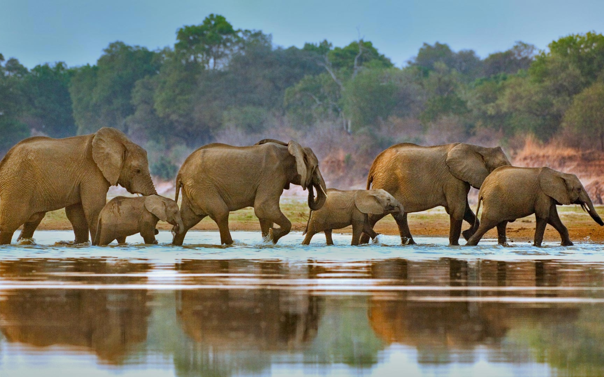 слоны, река, африка