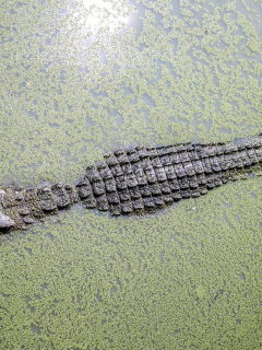 крокодил, ужас