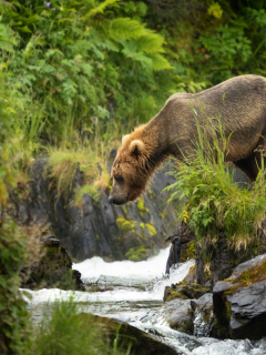 медведь, река, природа
