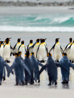 пингвины, королевские