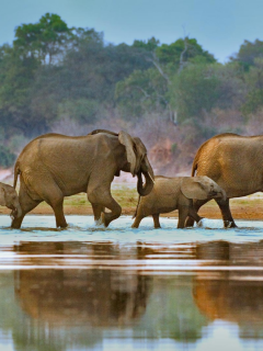 слоны, река, африка