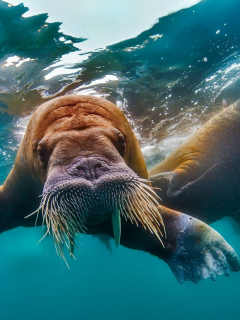 морж, вода