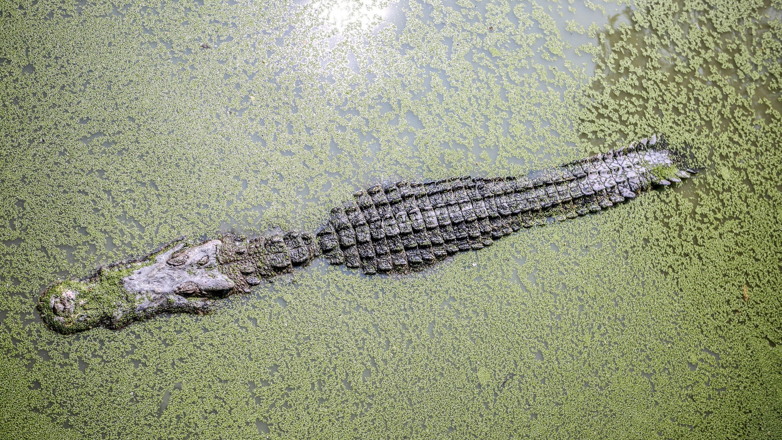 крокодил, ужас
