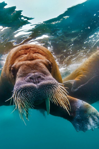 морж, вода