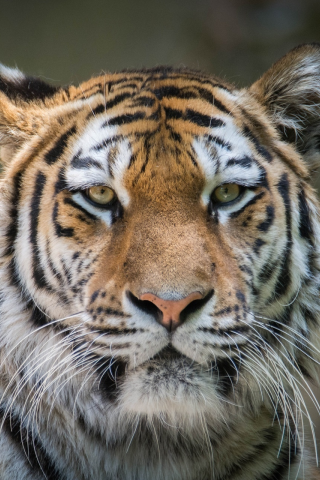 тигр, животные, взгляд
