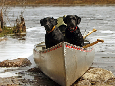 собаки, в лодке, на реке