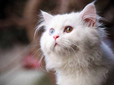 кошка, глаза цветные, животное