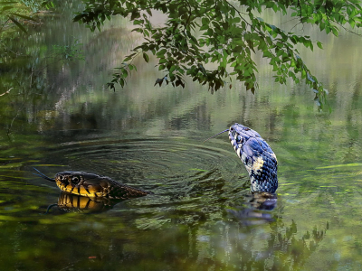 вода, змеи