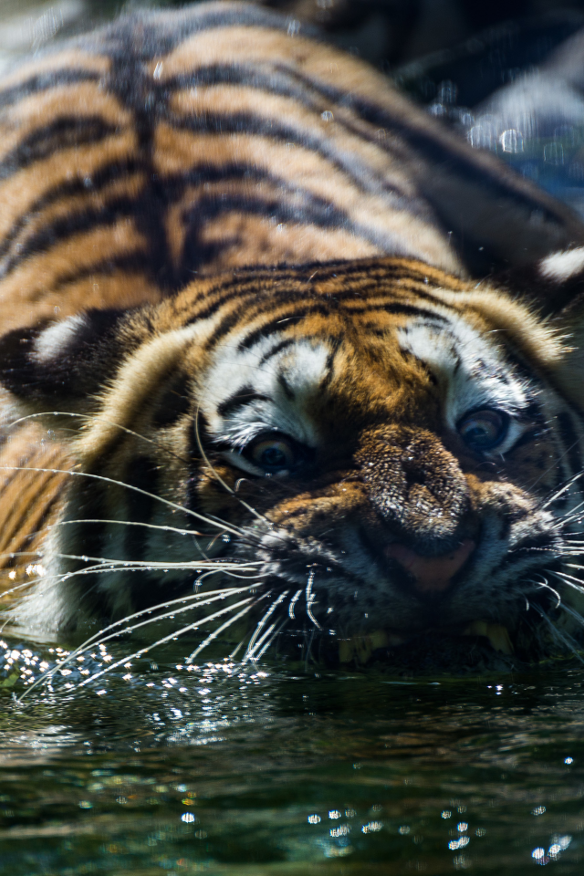 тигр, животные, взгляд, вода