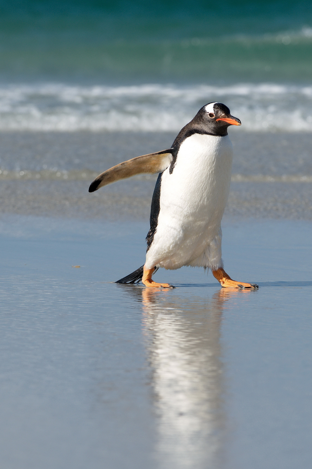 пингвин, берег
