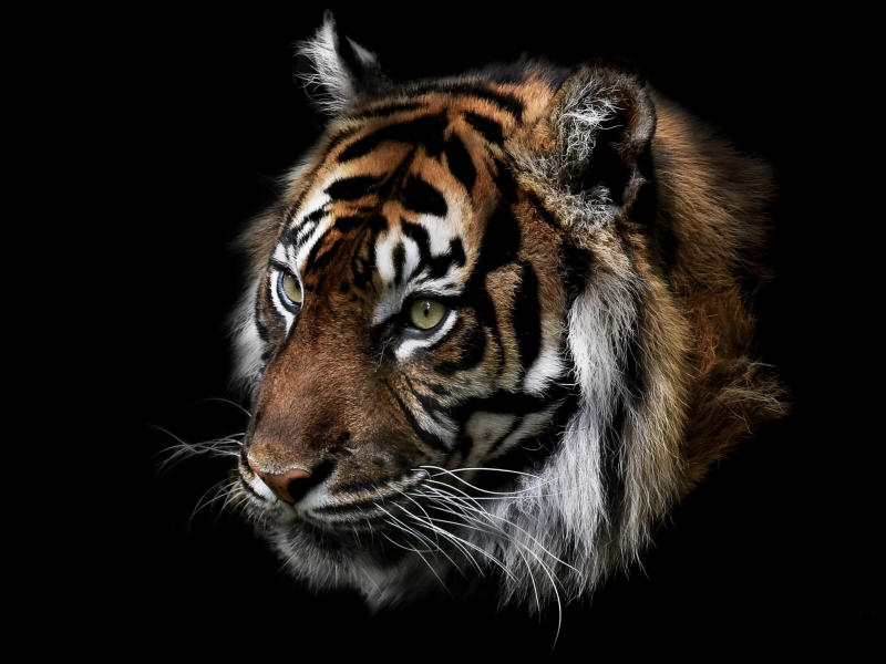 тигр, глаза