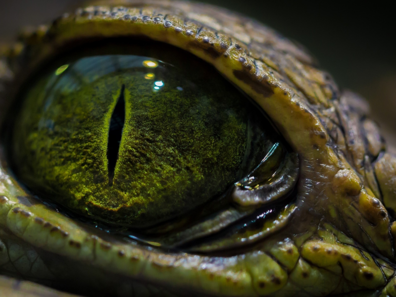 рептилия, глаз