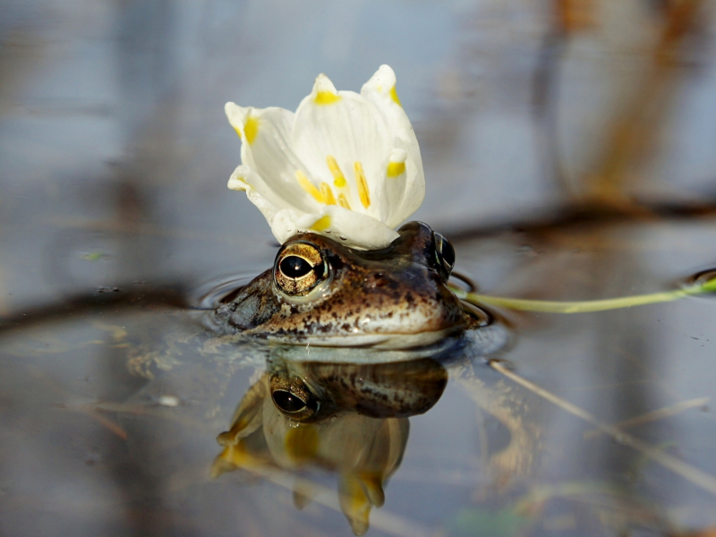 лягушка, вода