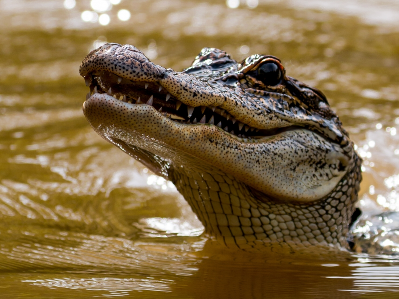 крокодил, зубы
