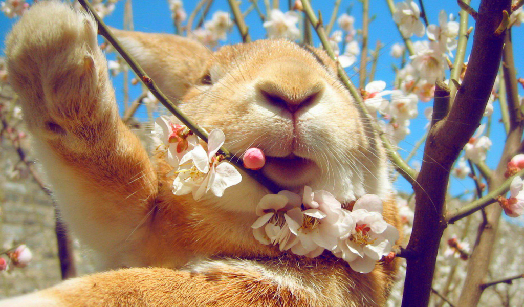 кролик, животное, весна