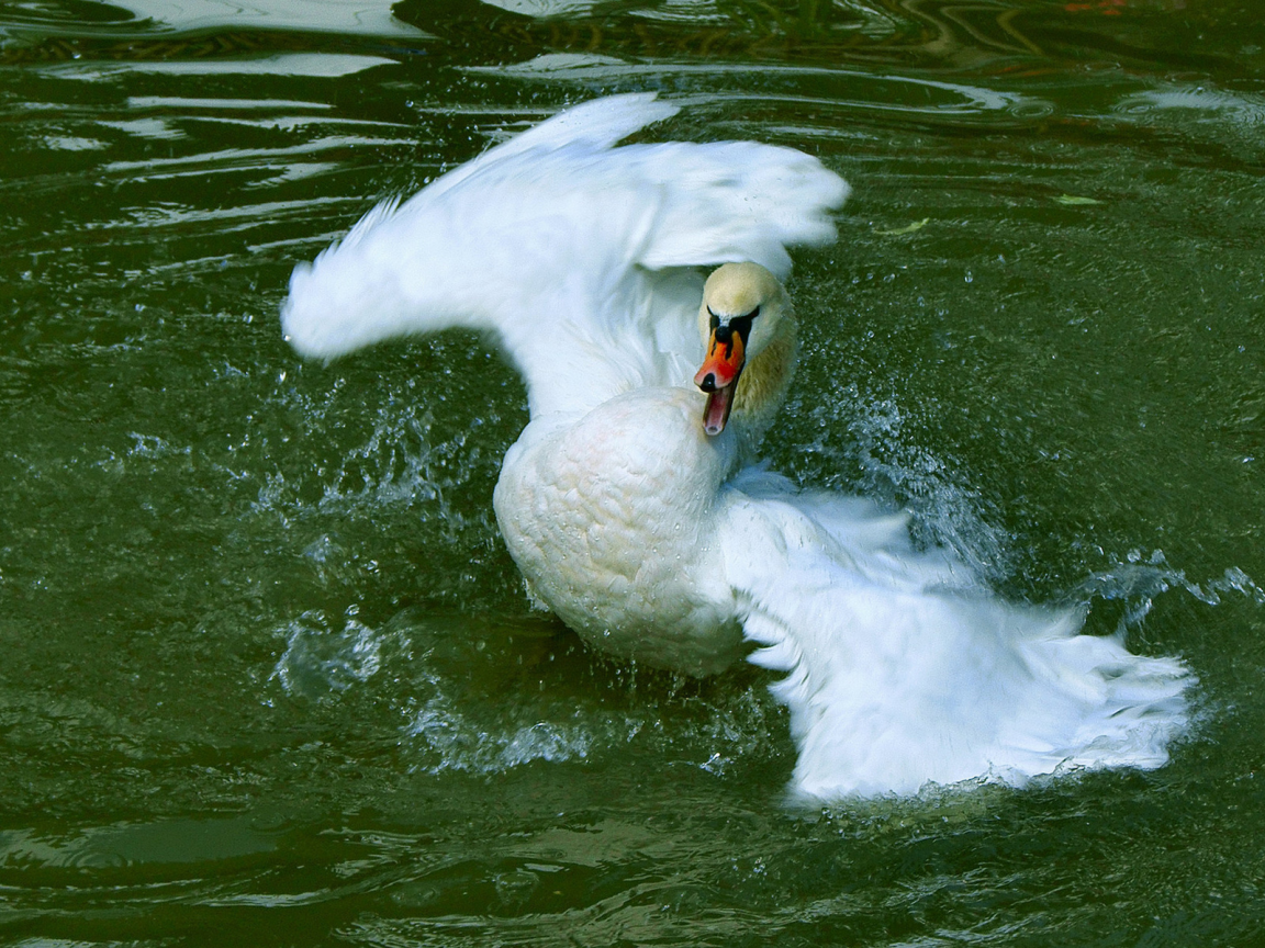 птица, лебедь, вода