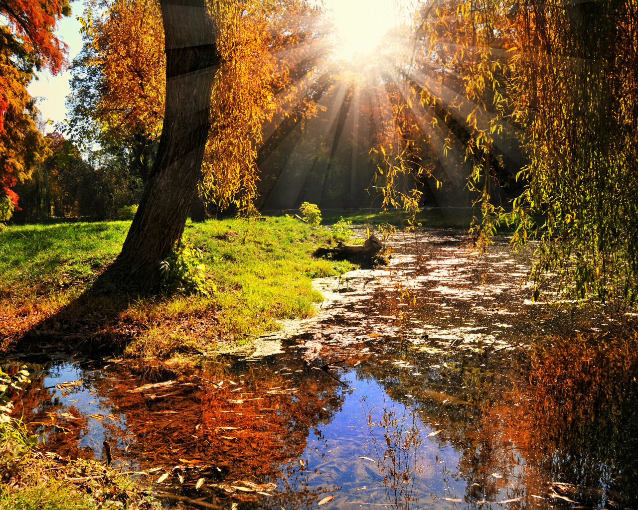 лес, деревья, вода