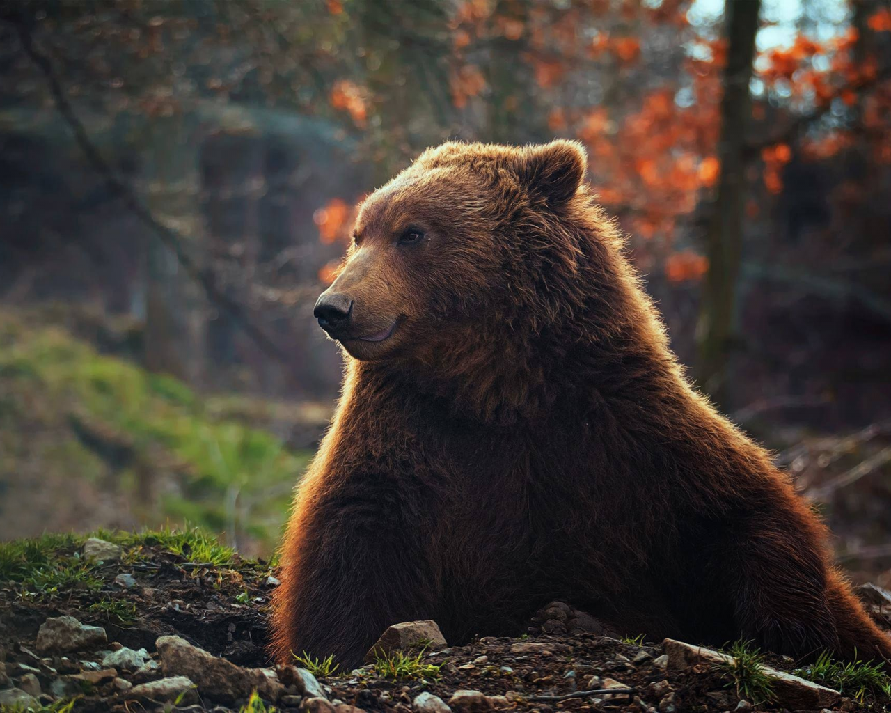 медведь, взгляд, смотрит