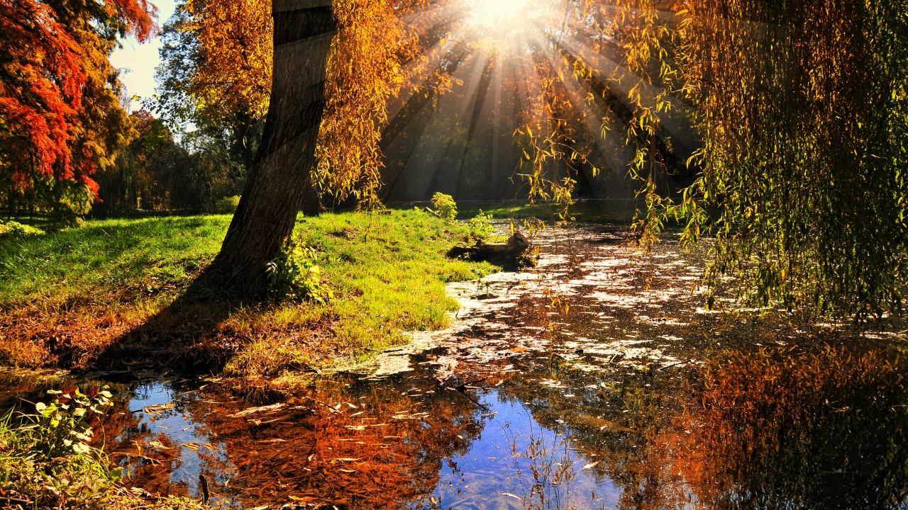 лес, деревья, вода