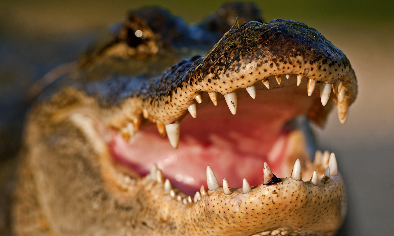 крокодил, пасть, зубы