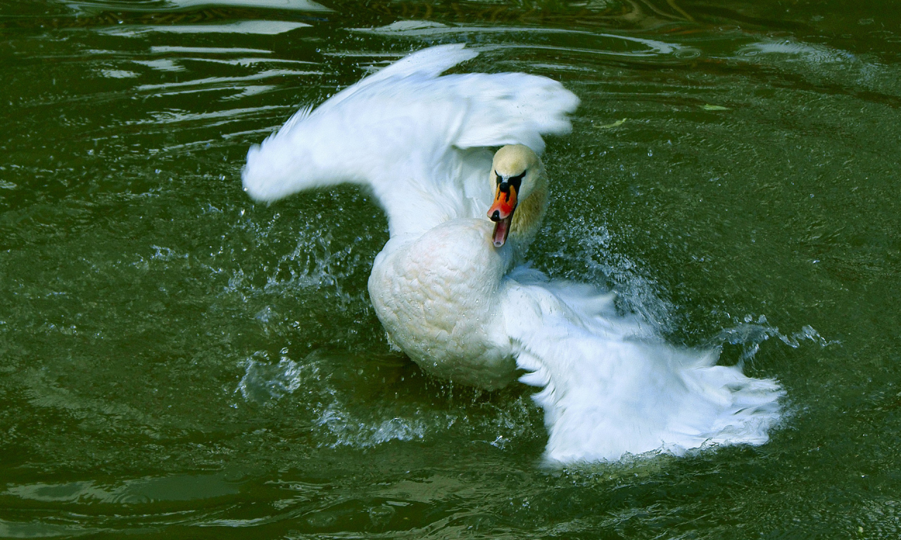 птица, лебедь, вода