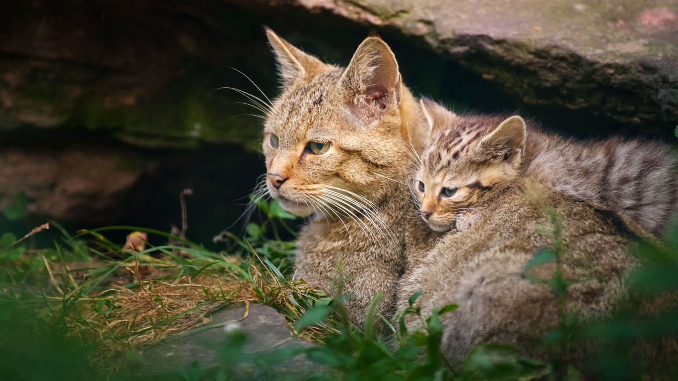 кошка, котёнок