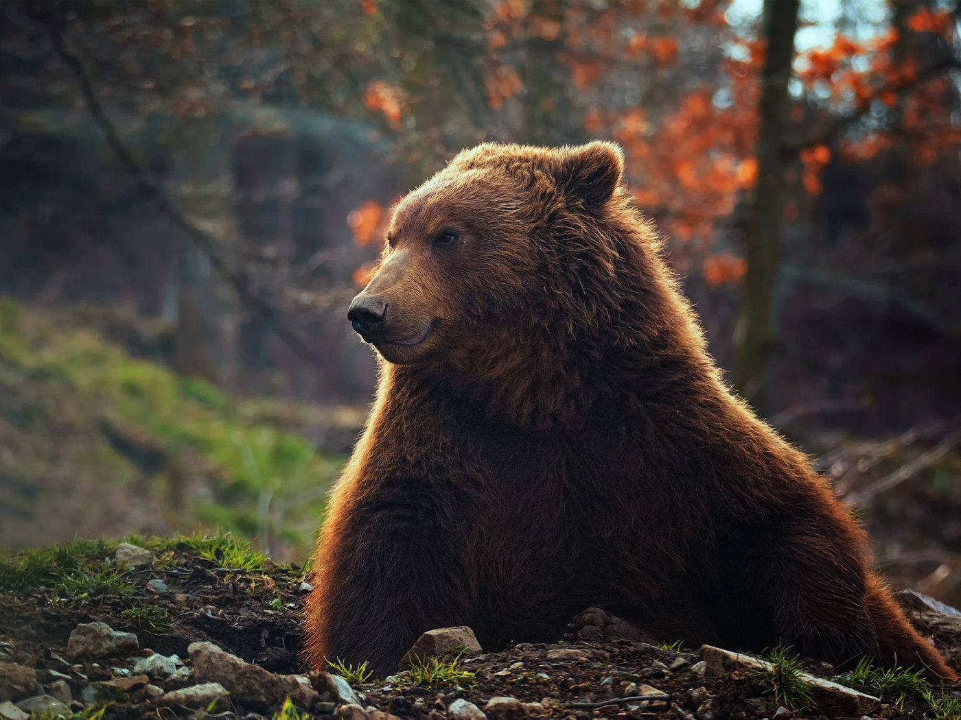 медведь, взгляд, смотрит