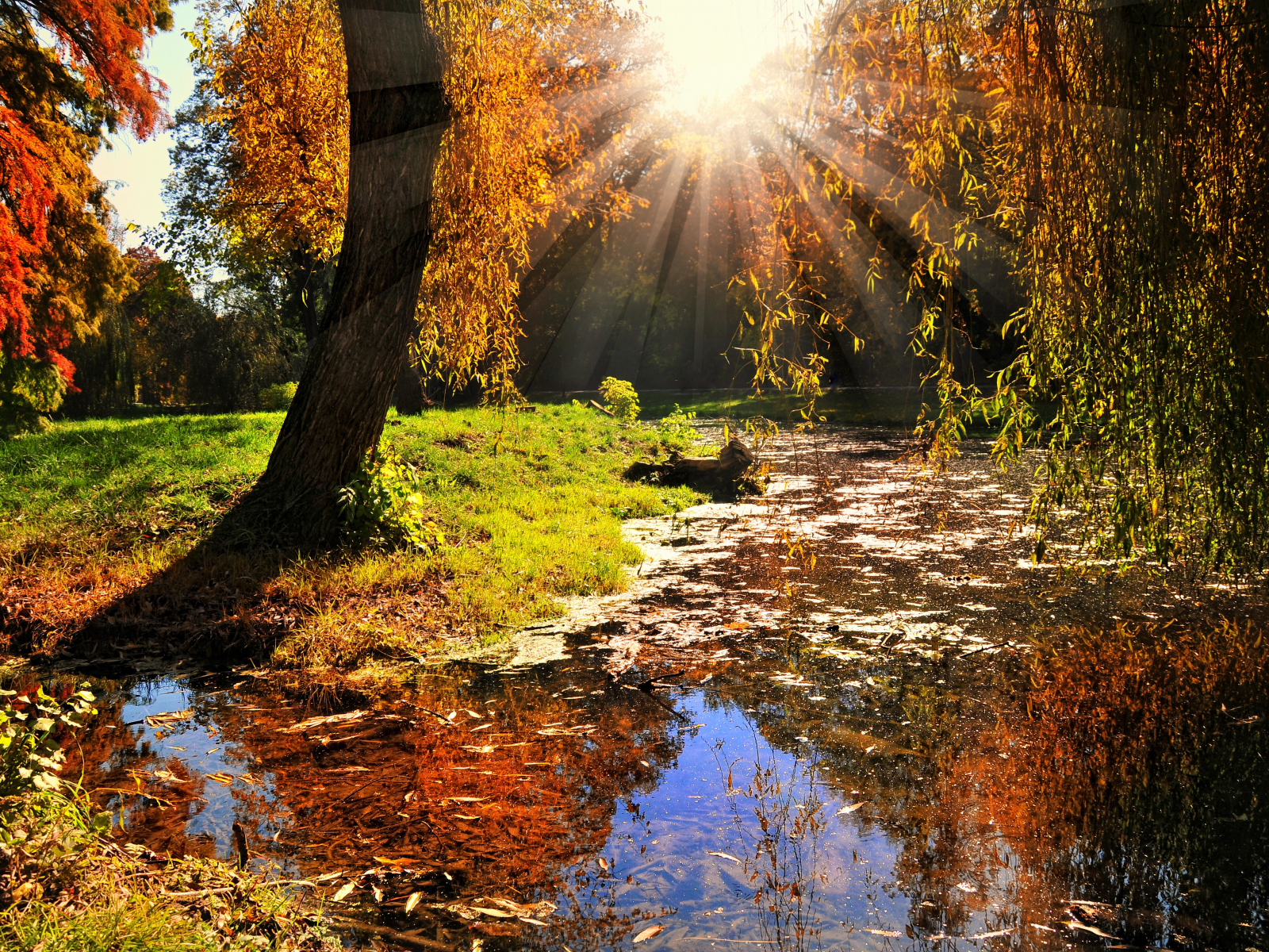 лес, деревья, вода