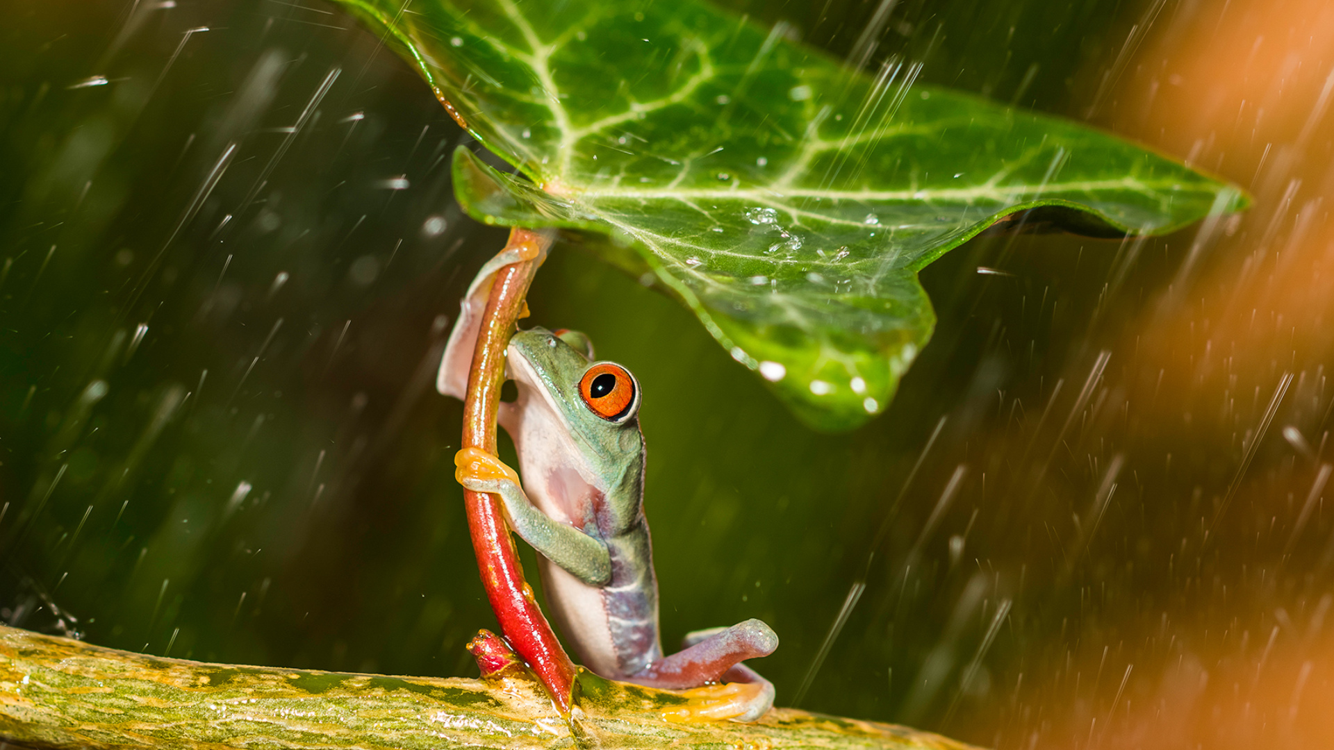 лягушка, дождь, под листом