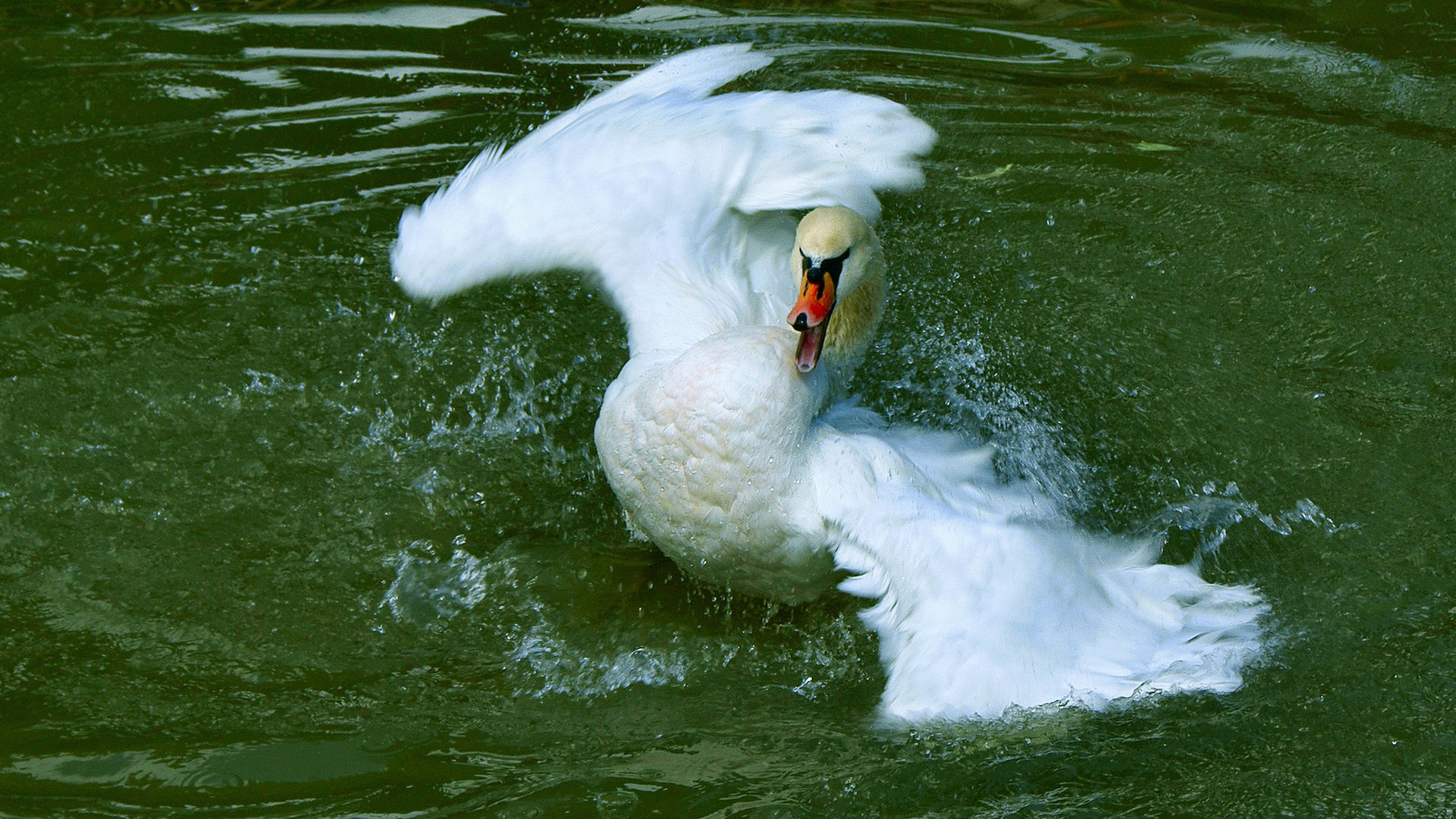 птица, лебедь, вода