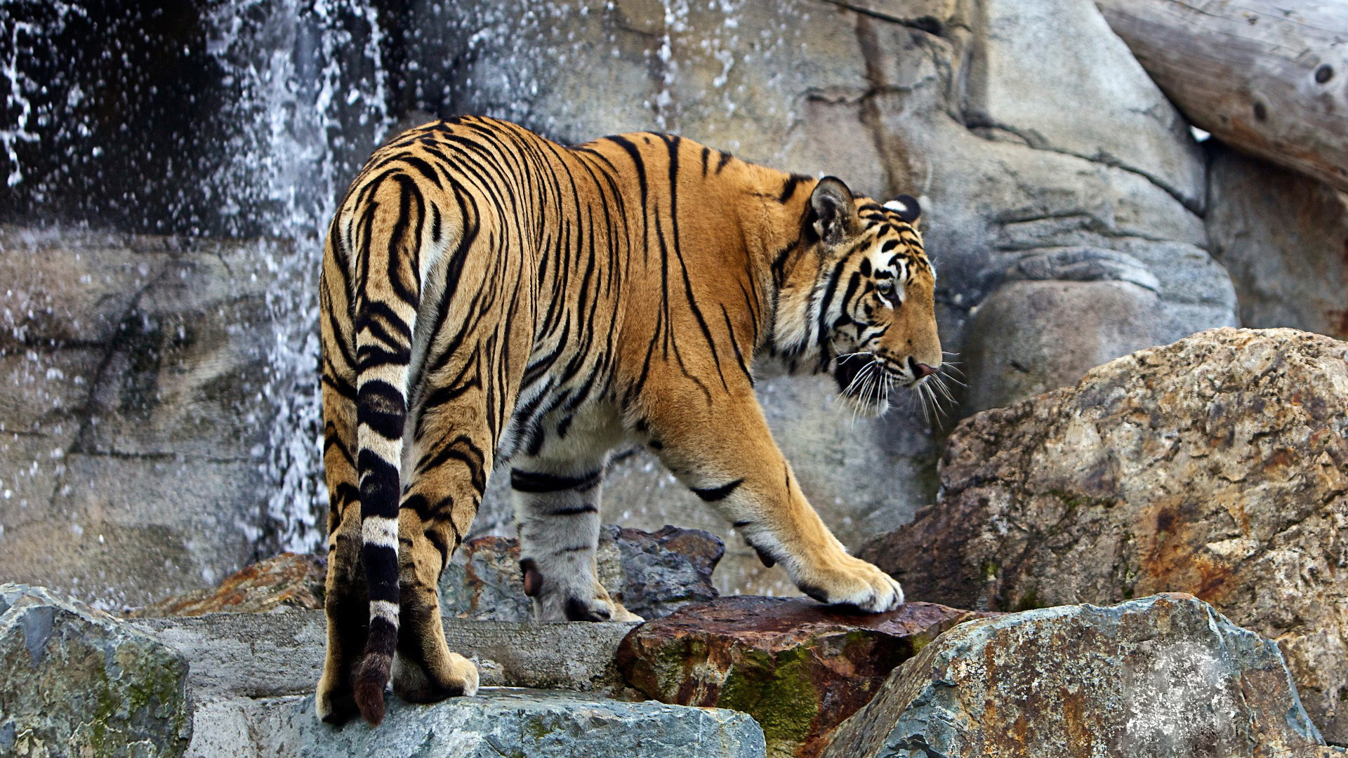 тигр, животное, вода