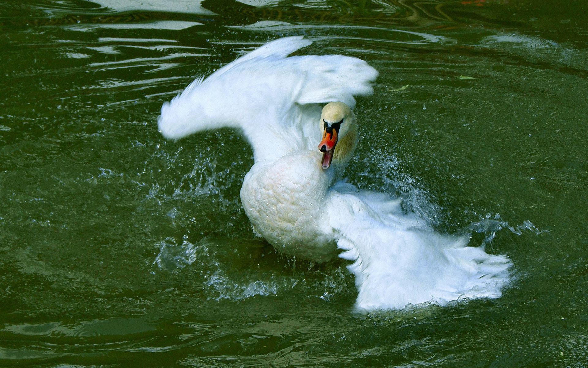 птица, лебедь, вода