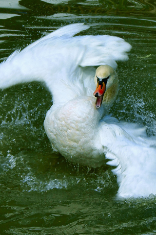 птица, лебедь, вода