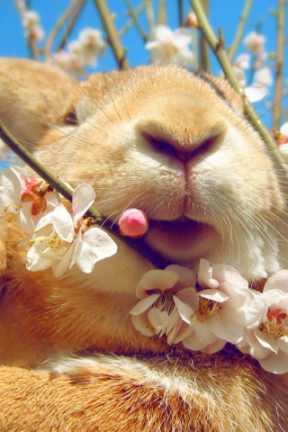 кролик, животное, весна