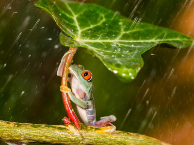 лягушка, дождь, под листом
