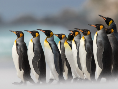 пингвины, животные
