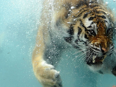 тигр, вода