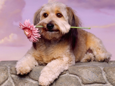 собака, животное, цветок