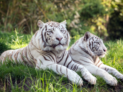 тигры, животные, альбиносы