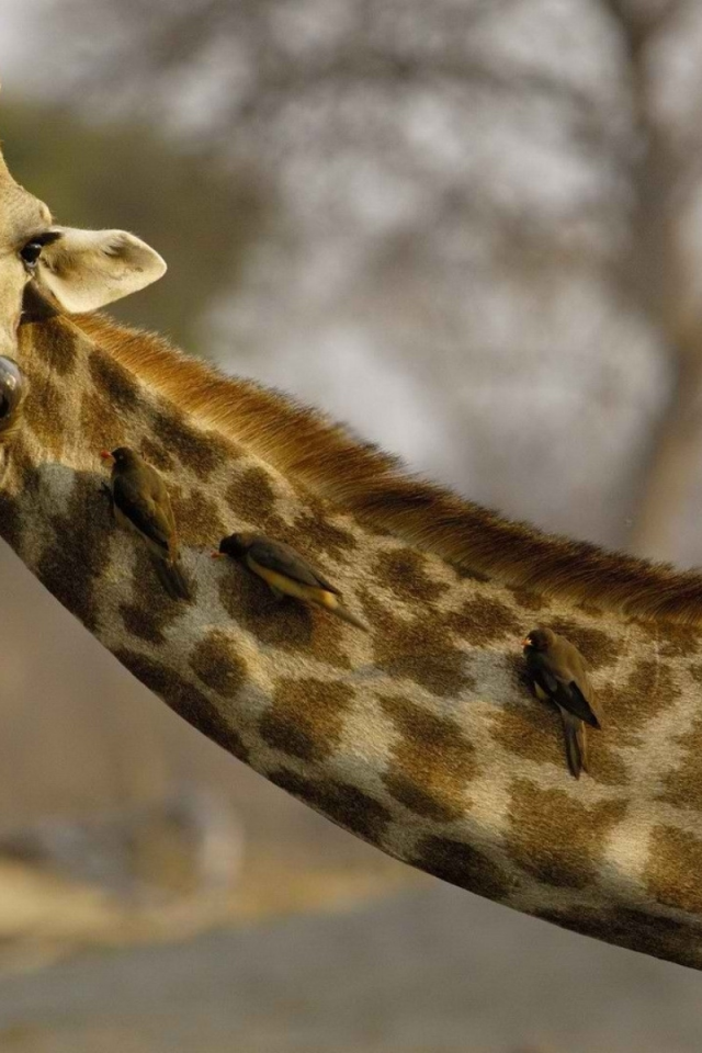 жираф, животное